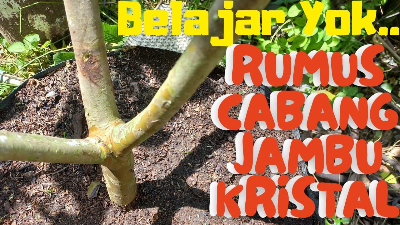 Contoh Percabangan Pohon Jambu Kristal Yang Ideal