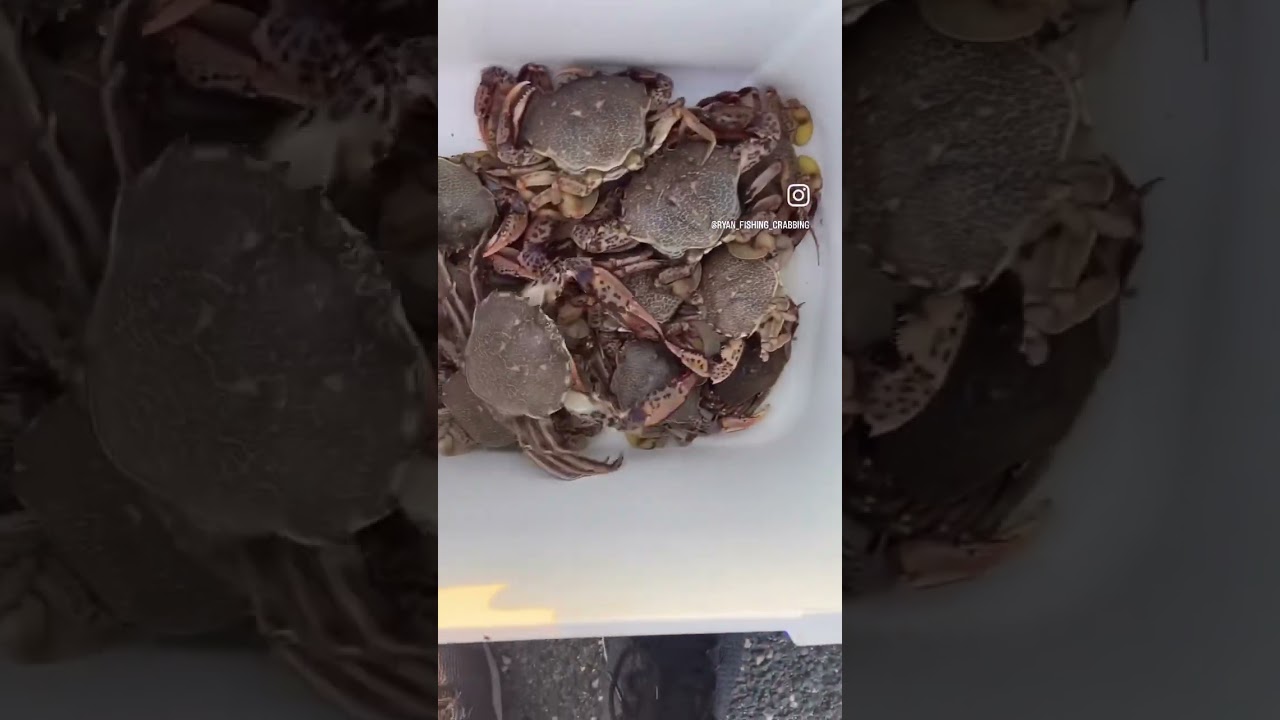 Small To Big To Monster Lady/Calico Crabs