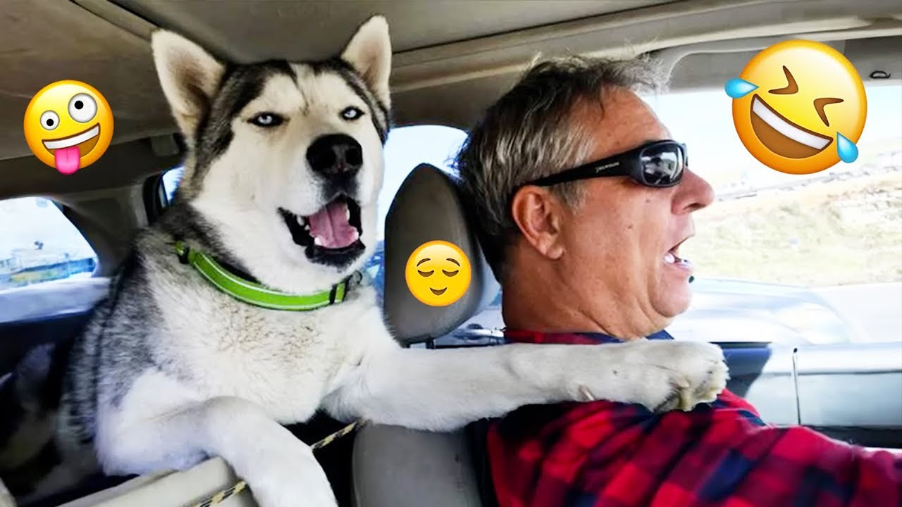 Смешная подборка видео с собаками – Лучшие видео с собаками 2025 года 🐕🤣 #45