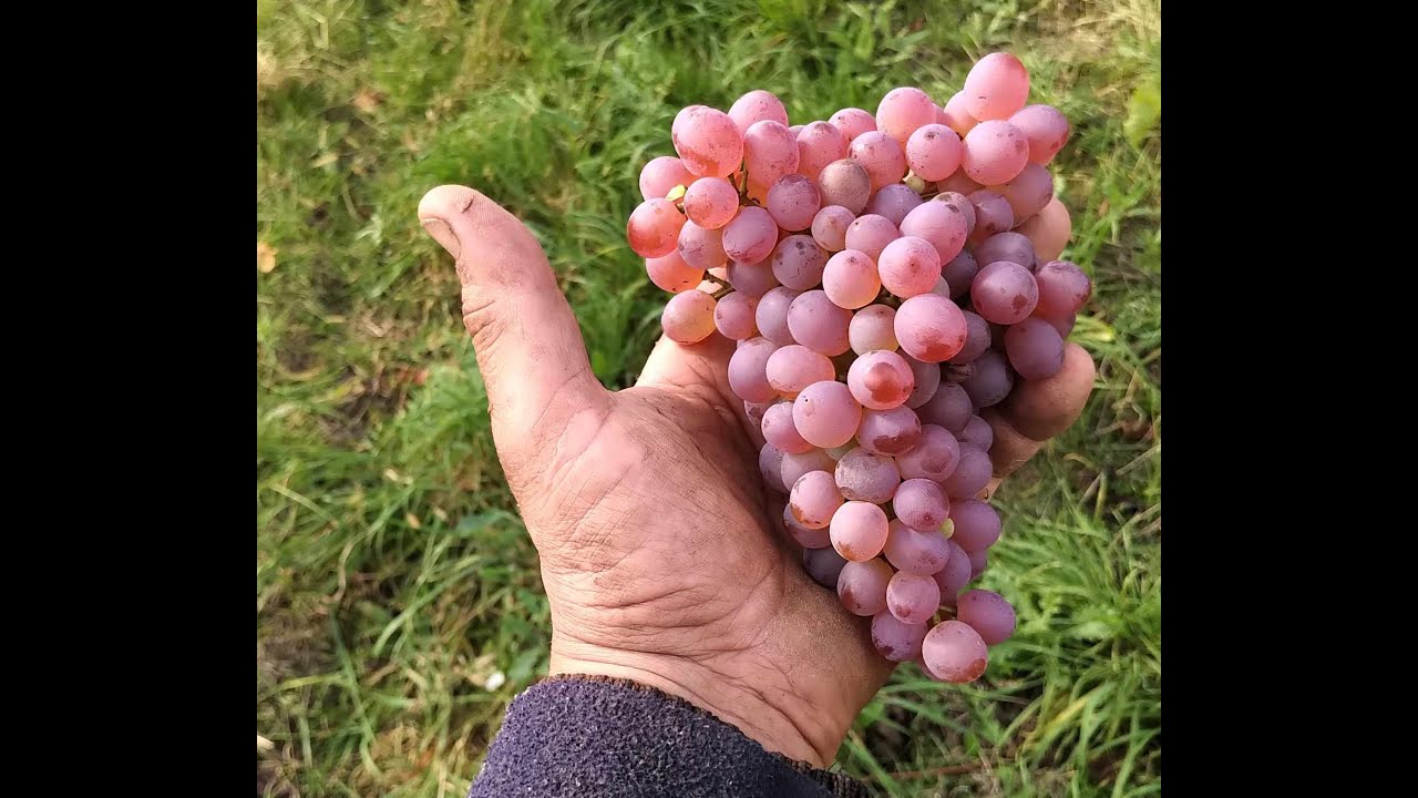 Wimmer-Czerny Weinlese 2020