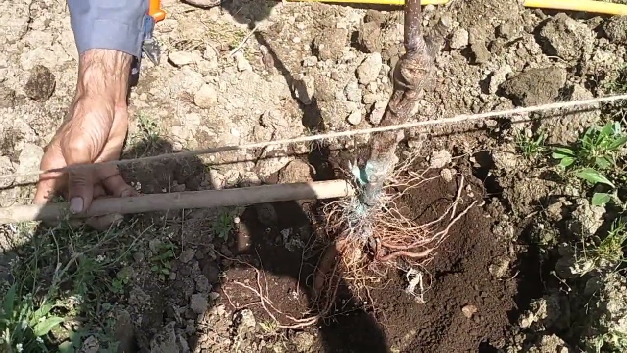 How can we plant high density rootstock MM 111