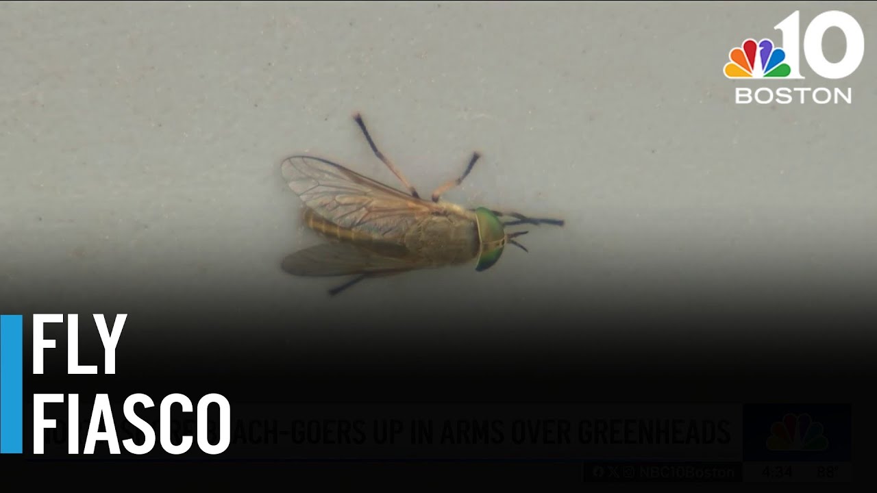 Greenhead flies taking over North Shore beaches