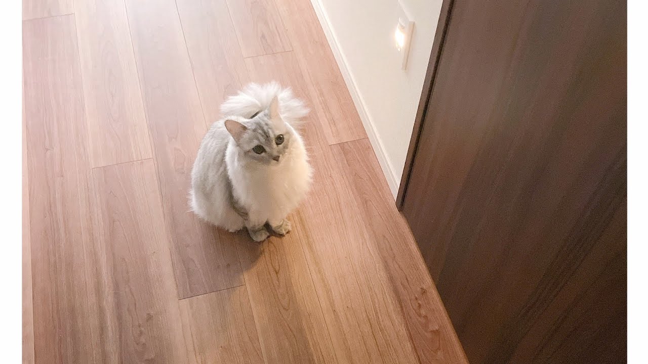 甘えんぼ猫のモーニングルーティンを撮影してみた