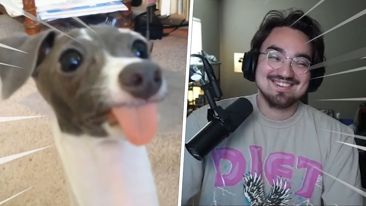 Bigpuffer Reacts to Daily Dose of Dogs
