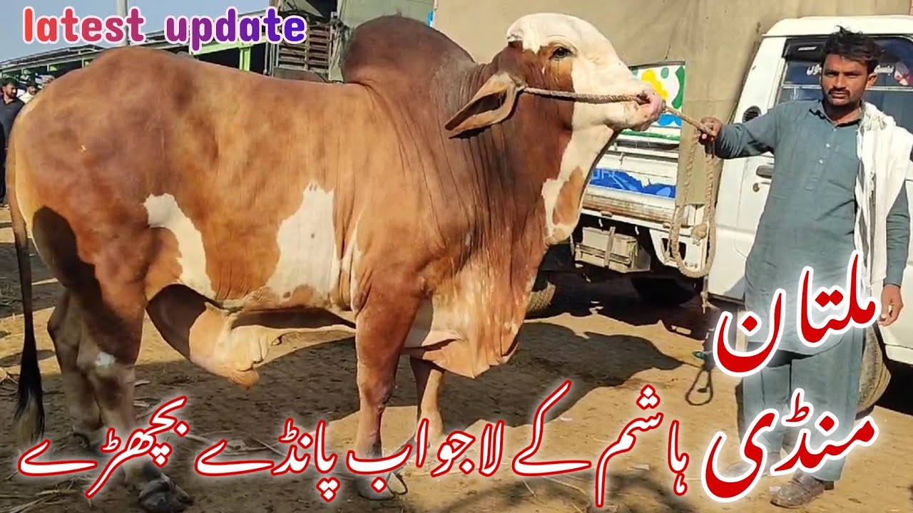 Multan Mandi me Ayy Hashim k lajawab Pandy Bachryy || latest update