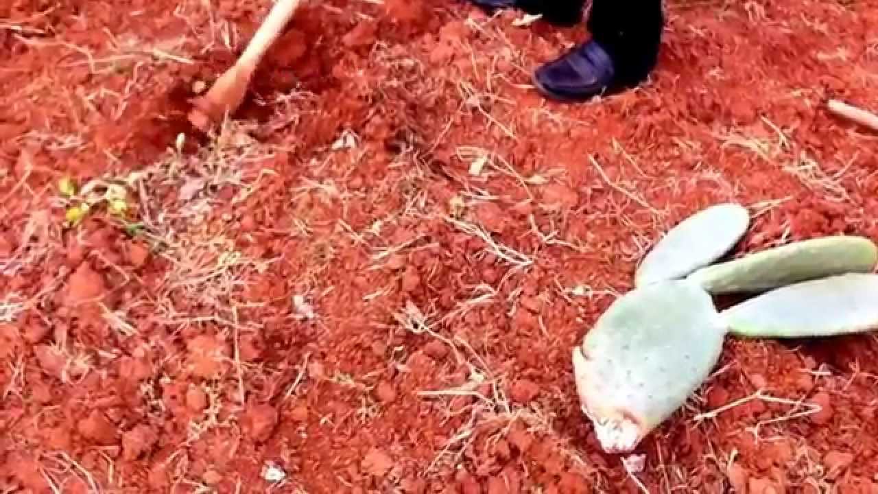 Fico d'India. Riproduzione per talea,mesi aprile/giugno