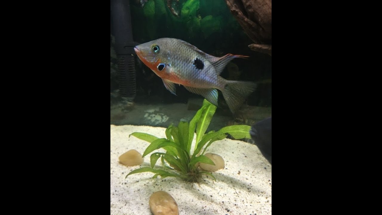 Firemouth growth over time. (9 months)