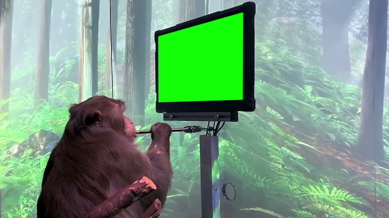 Neuralink Monkey Gaming (Green Screen Memes) 🟢
