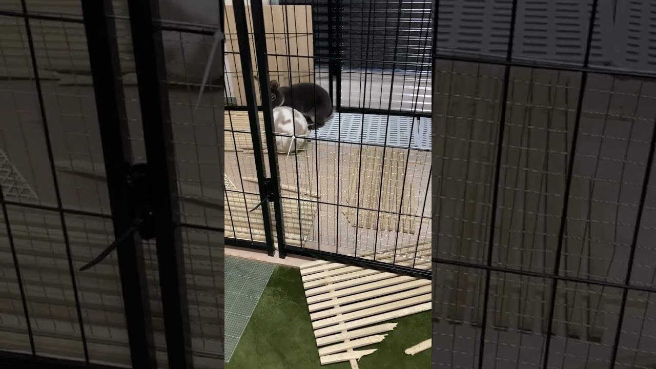 Netherland Dwarf rabbitのまるちゃん
