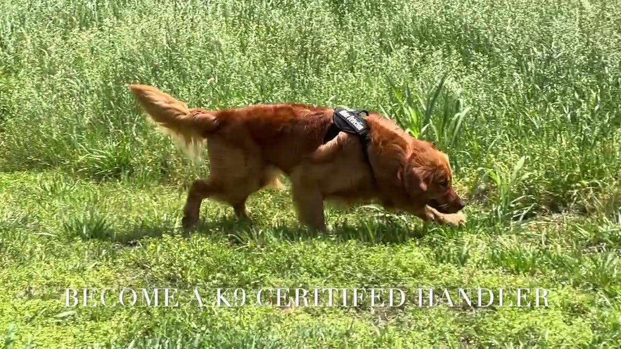 K9WLDU Jan 2026