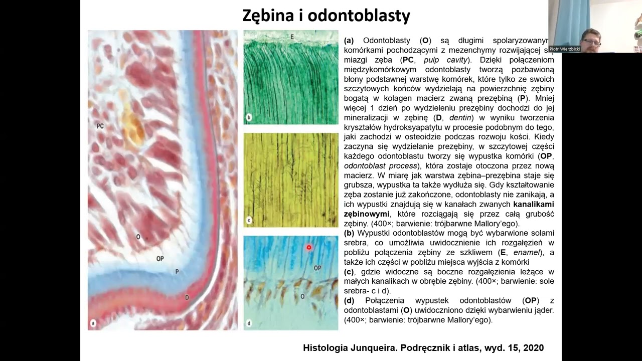 układ pokarmowy całość wyklad 8-12-2023