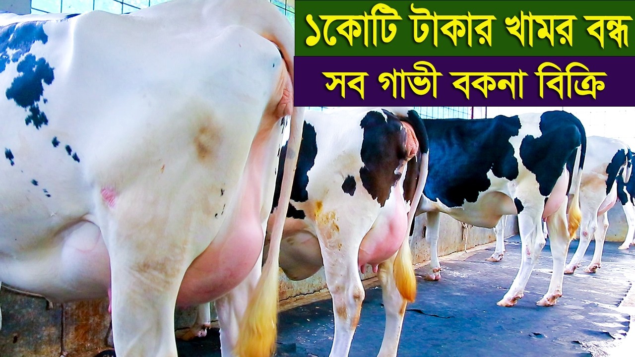 কোটি টাকার খামার বন্ধ সব গাভী বকনা ছেড়ে দিবেন dairy farm