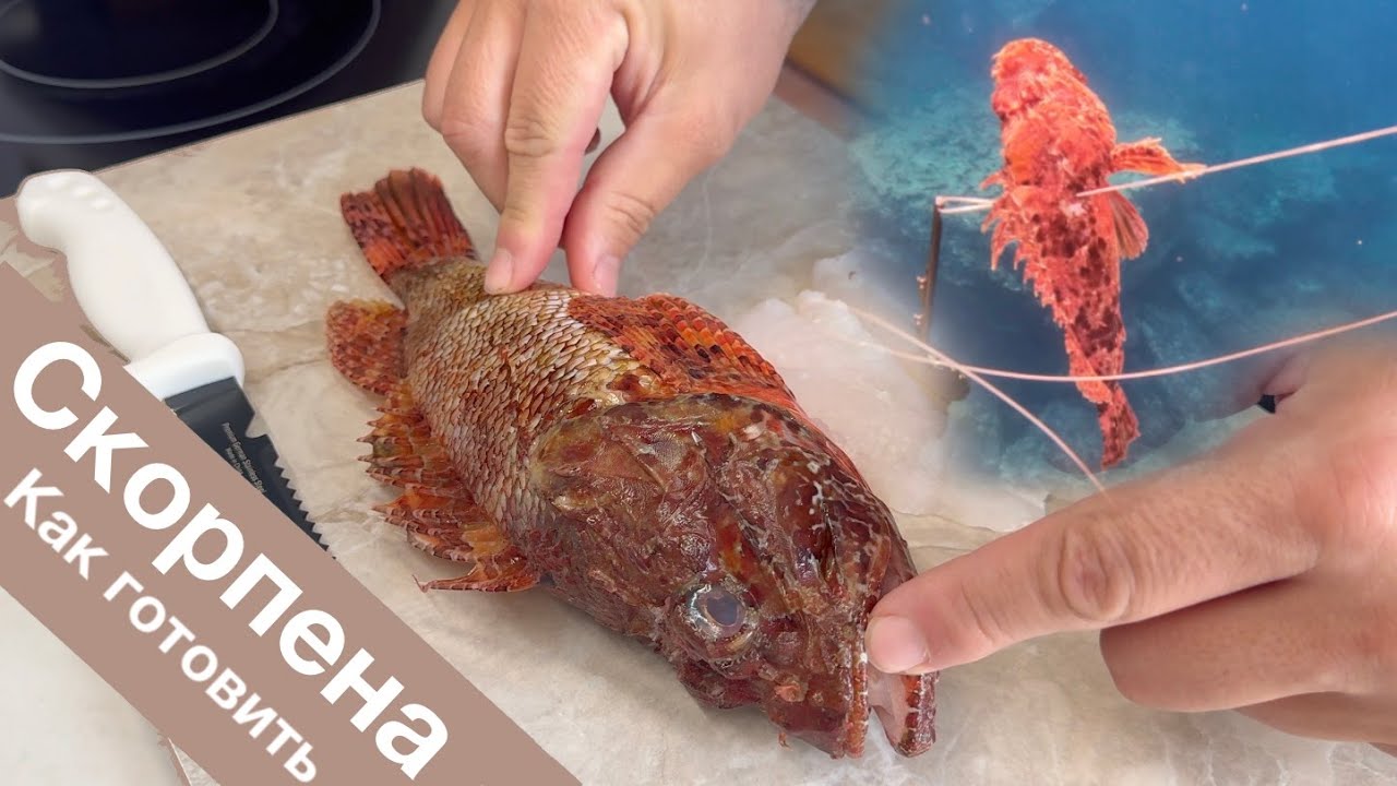 Скорпена как готовить!? Как чистить Скорпену. Ёрш как готовить вкусно. Скорпена или Ёрш?