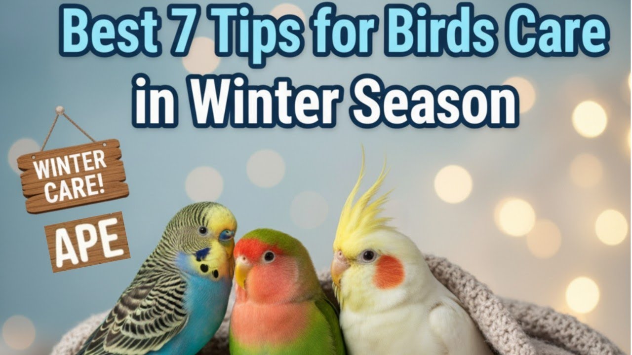 Best Winter Care Tips for Birds ( Keep your birds safe from Cold Weather) Keep ur birds Warm (Arham)