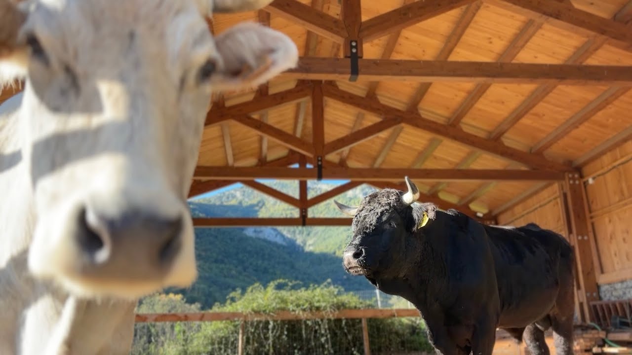 ✅ DOS NUEVOS HABITANTES ✅ Tobías y Maruja, un toro y una vaca decomisados