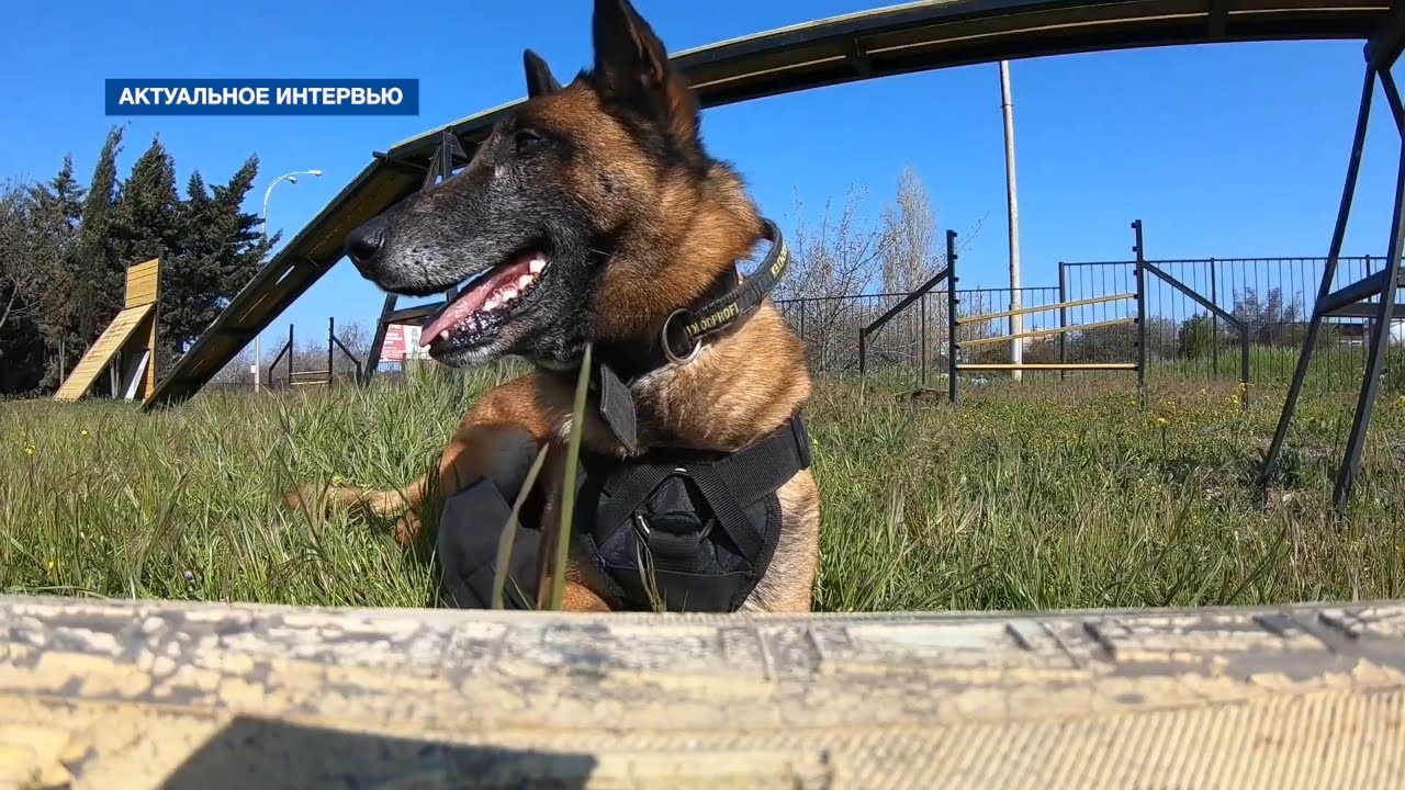 Нюансы работы современного кинолога: как готовят служебных собак в Севастополе