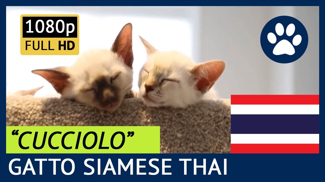 Gatto Siamese Thai Cucciolo😺Caratteristiche, Curiosità e Consigli