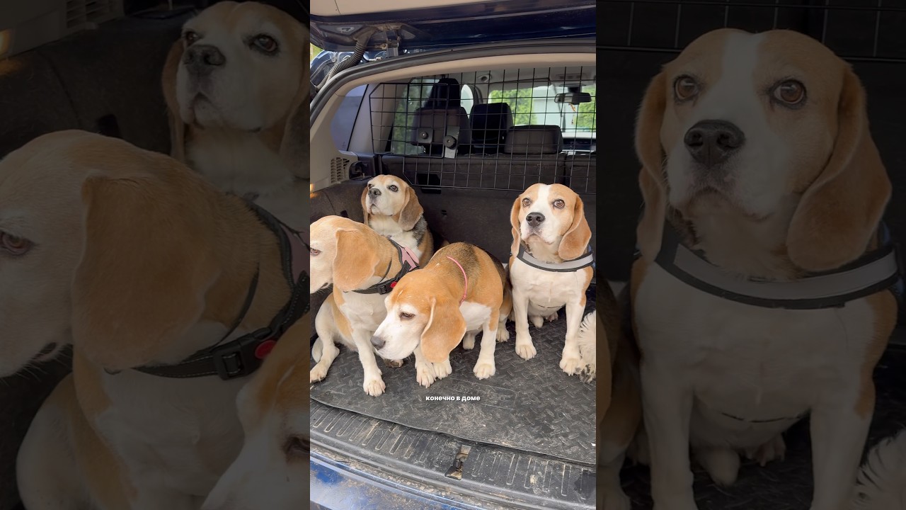 Не заводите собаку в доме!🐶 Артикул на швабру с отжимом Ozon 1621147549, промокод в описании🎁
