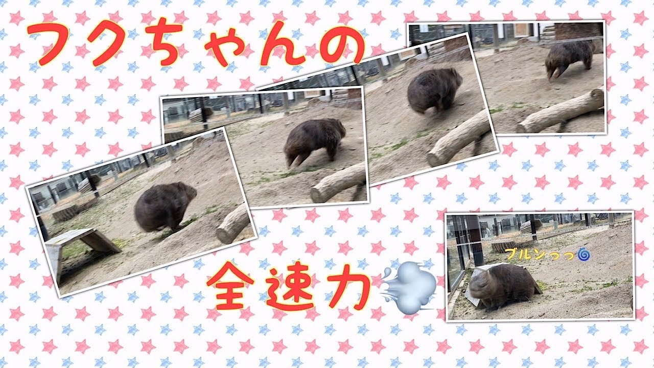 【ウォンバット】フクちゃんの全速力☆