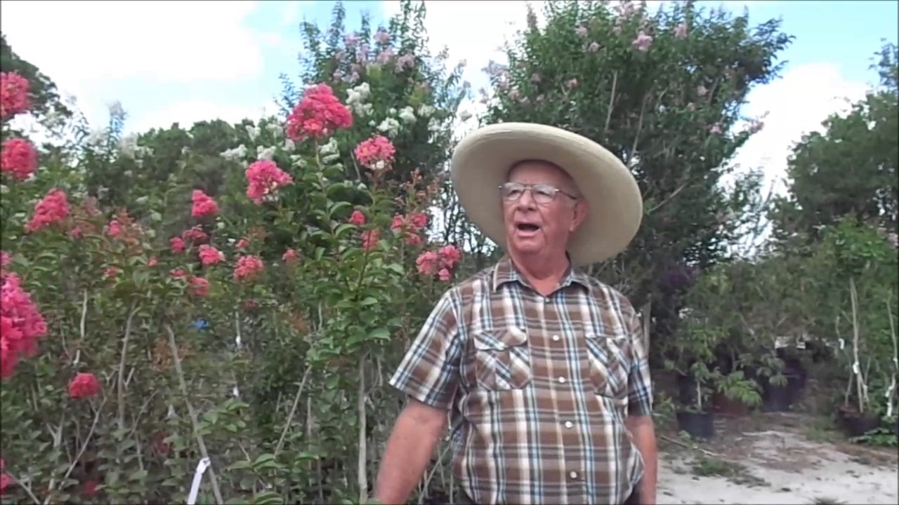 Crepe Myrtle Time by Richard Skinner, Hawkins Corner Nursery