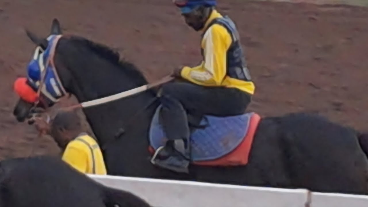 Caymanas Park Tips right here on the exercise track 24/02/26