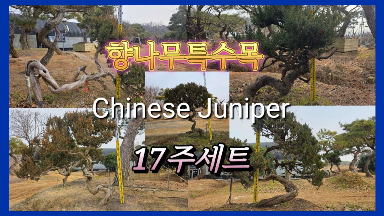 1393번 #향나무특수목 {{{판매중}}}  찌들목이란 표현을 쓰고싶은 향나무특수목 17주세트 / 판매가격은 더보기란에 #특수목 #정원수판매 #분재