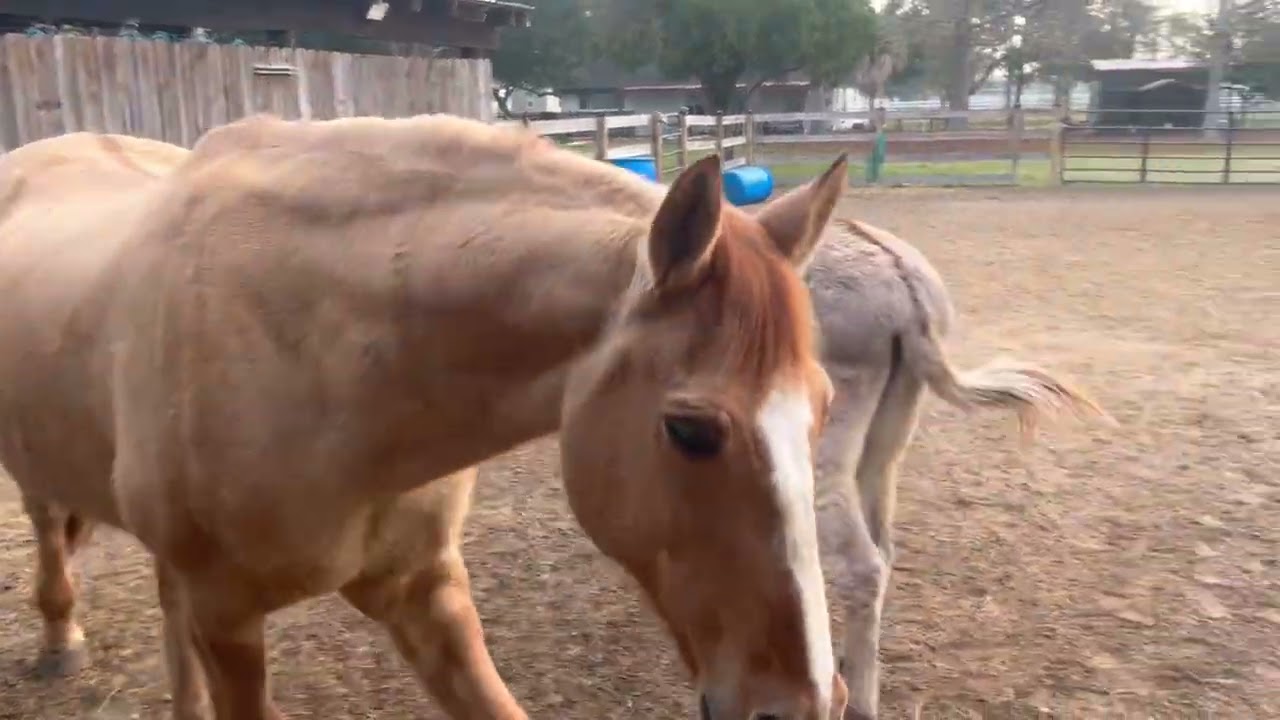 A Day In My Herd’s Life!!