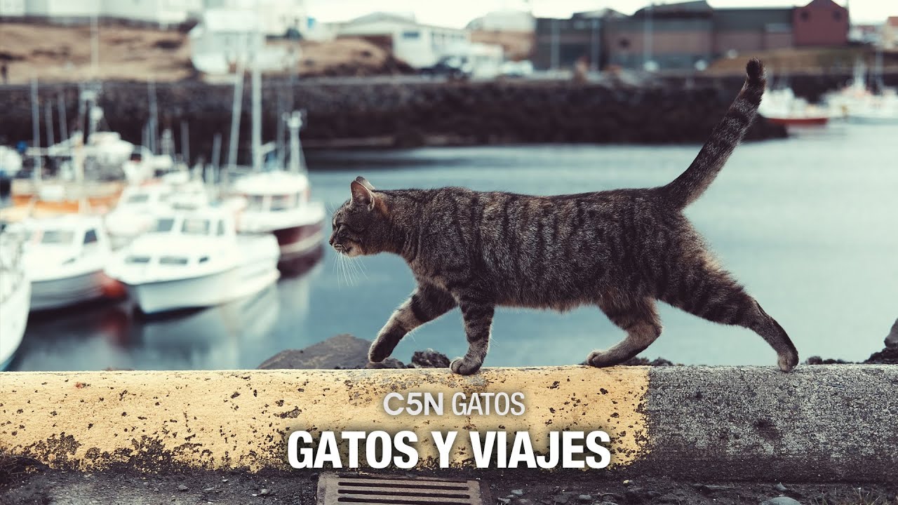 GATOS: qué hacer con mi MASCOTA cuando me voy de VACACIONES