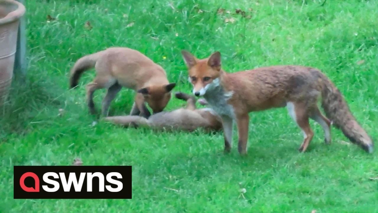 UK man rewilds garden so fox family of nine who moved in can live in comfort | SWNS