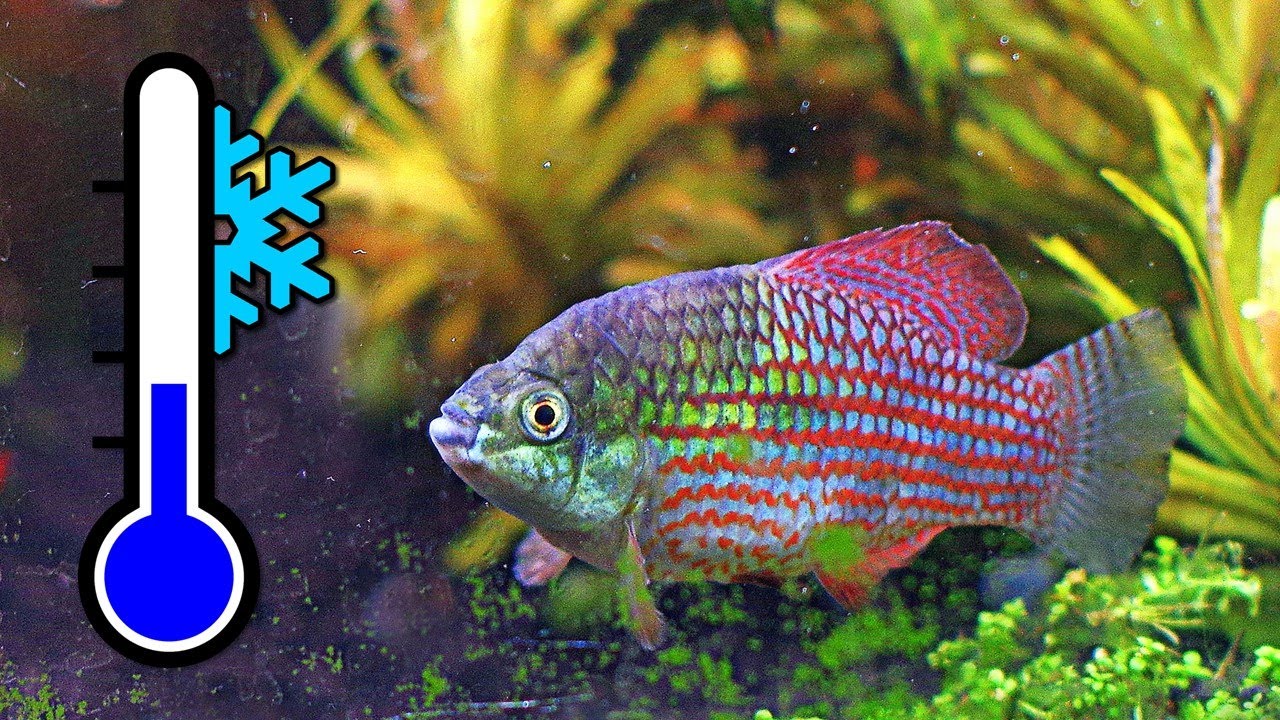Top 10 Frosty Fish for a Cool Water Aquarium ❄️