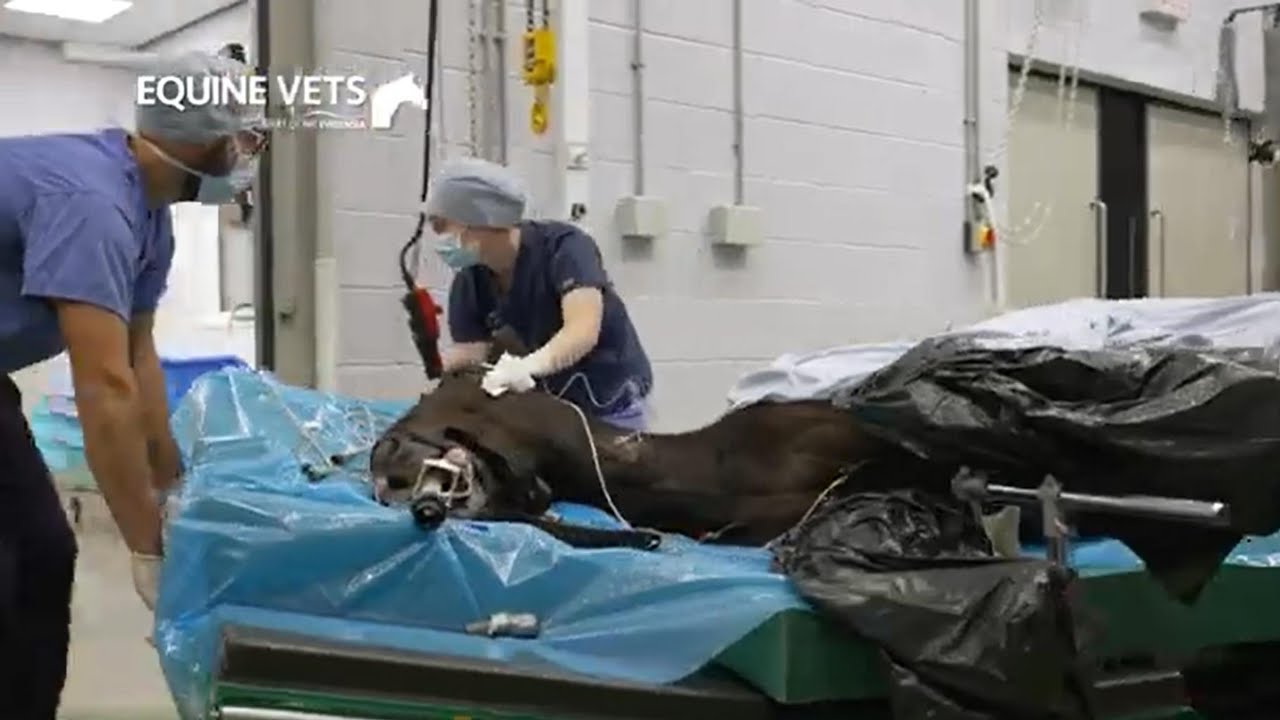 Pool House Equine Clinic