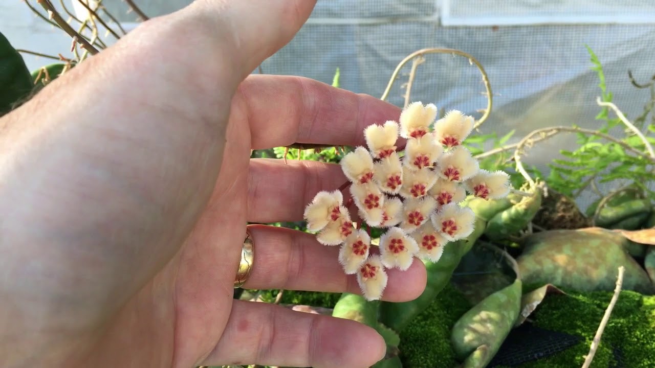 Flowering Hoya maxima or imbricata