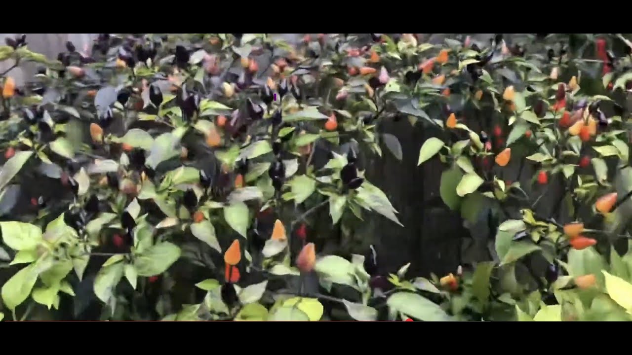 How I Grew 100 chilli plants in UK (10 varieties) I Part 1: Germination to Early Growth,
