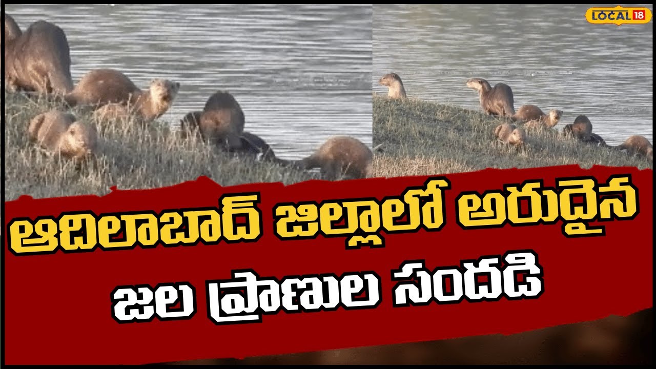 Rare Biodiversity Sightings In Adilabad | ఆదిలాబాద్ జిల్లాలో అరుదైన జల ప్రాణుల సందడి | #local18v