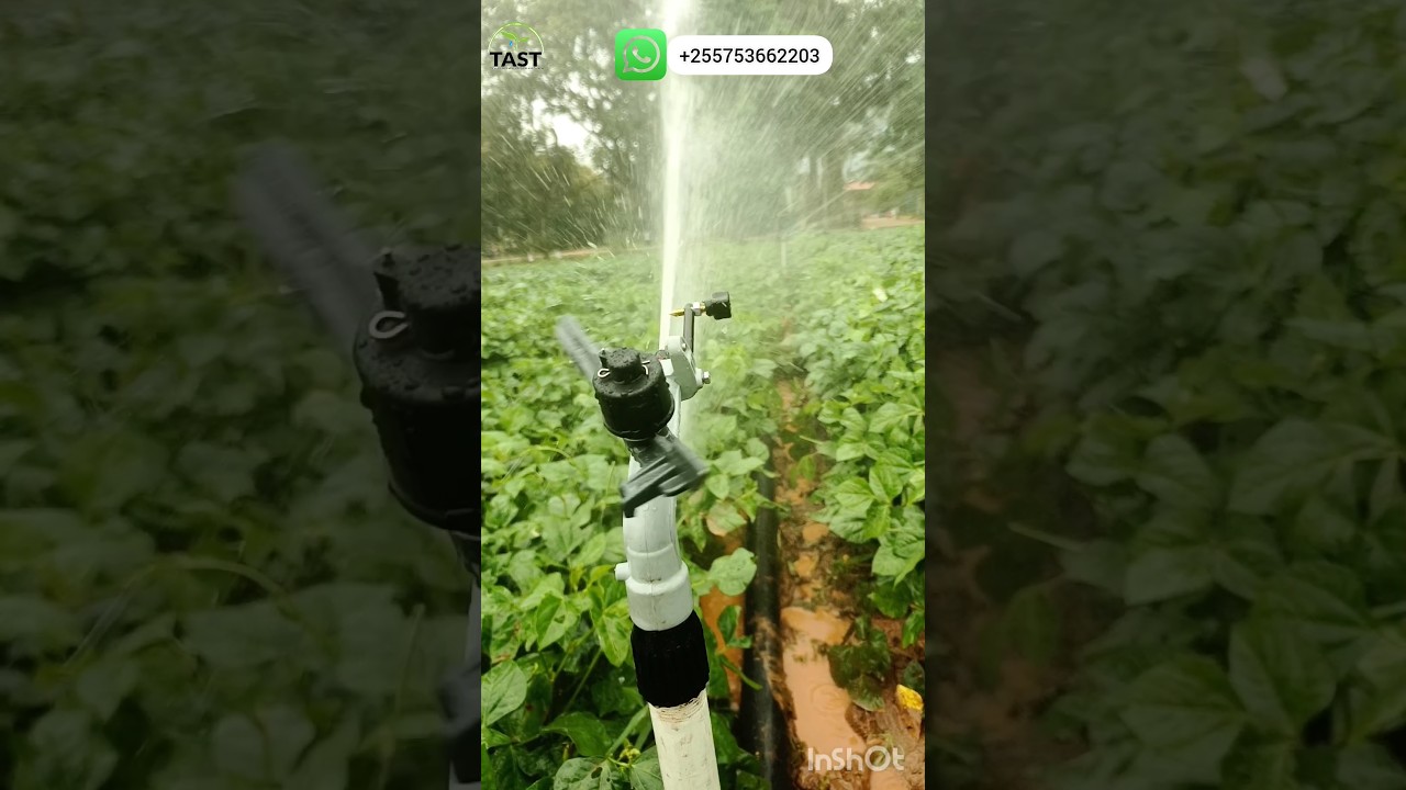 KILIMO CHA UMWAGILIAJI, Yuzuak ATOM 22 irrigation RAIN GUN #tast #tz #tanzania#farming#africa#kilimo