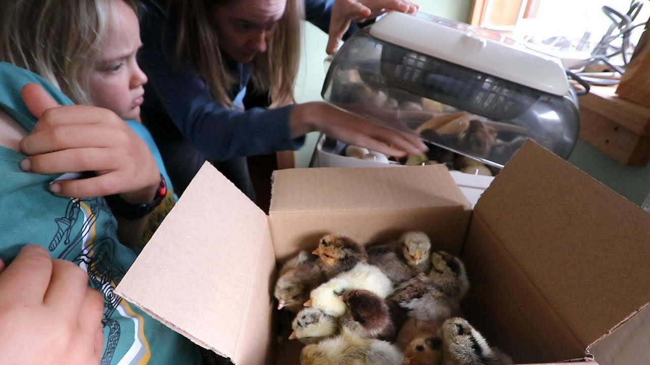 17 Chickens Hatched in my Bedroom, Now they gotta Go