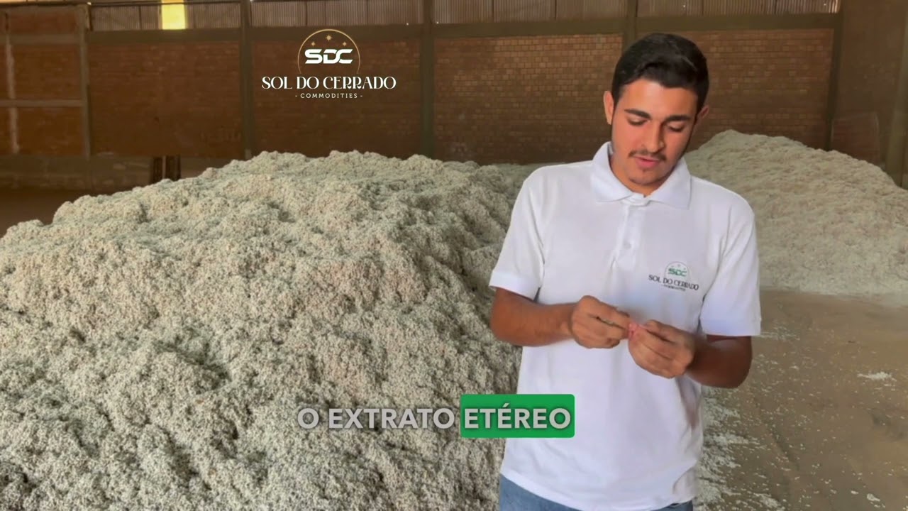 Caroço de algodão - O segredo das vacas leiteiras, e do boi com 22 arroba ainda jovem.