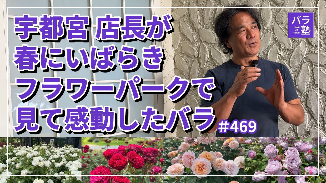 #469 宇都宮店長が春にいばらきフラワーパークで見て感動したバラ