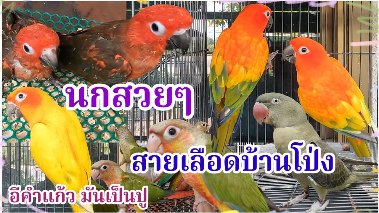 มาแล้ว อัปเดตราคานก นกสวยๆ สายเลือดบ้านโป่ง จัดส่งได้ ร้านอีคำแก้ว มันเป็นปู 