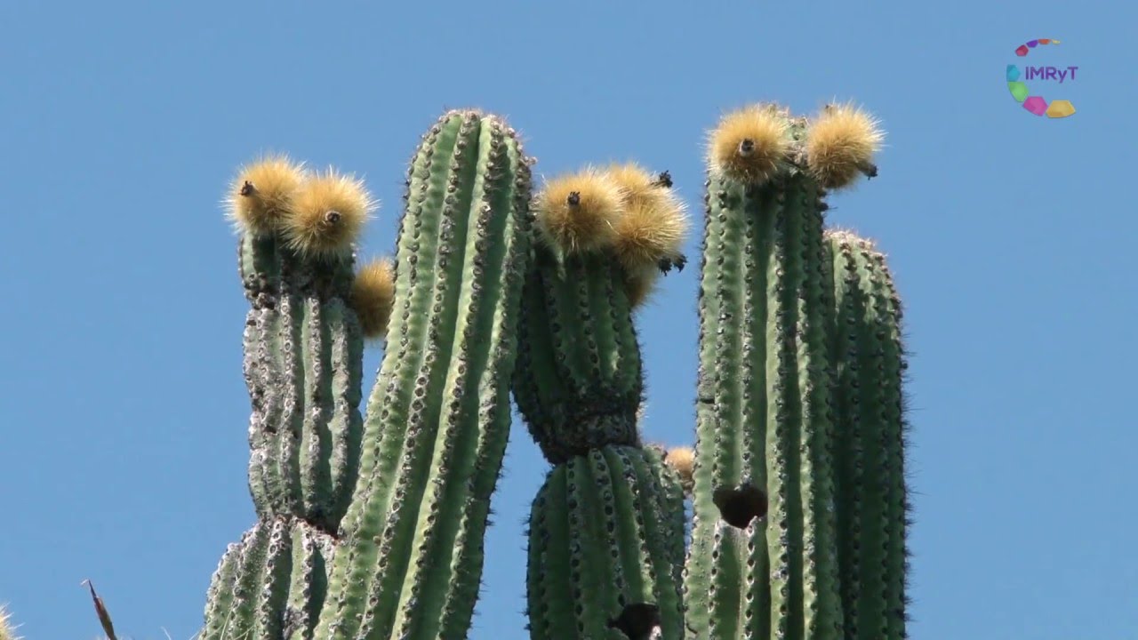 México Biodiverso - Matorral Xerófilo