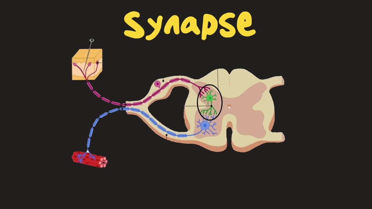 Grade 10: Synapse