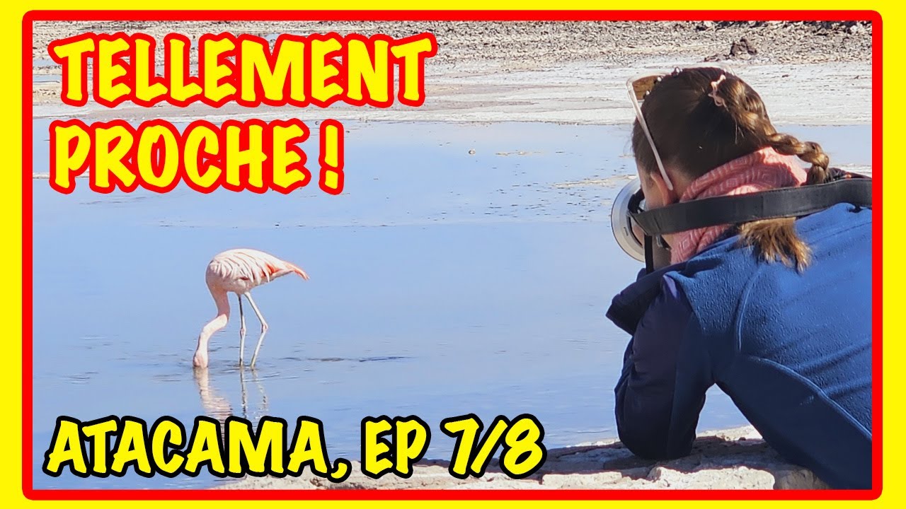 A seulement quelques mètres des flamants roses /  ATACAMA Ep 7/8 / Voyage et Nouvelle vie (128)