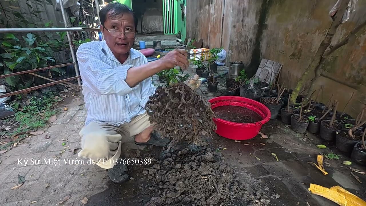 Cách Giâm Phôi Mai Vàng Lên Chậu 