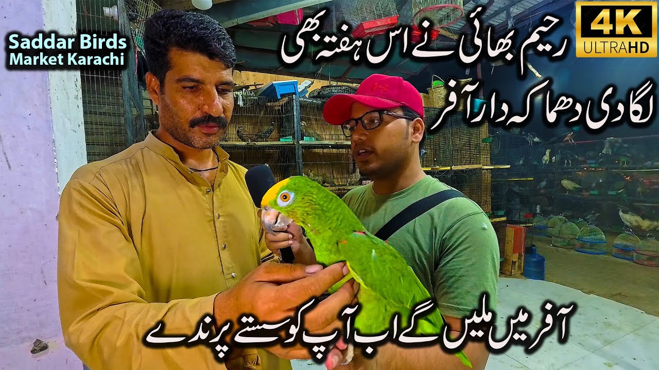 Saddar Exotic Birds and Parrot Market Karachi | Discount offers on Rare Parrots and imported Birds