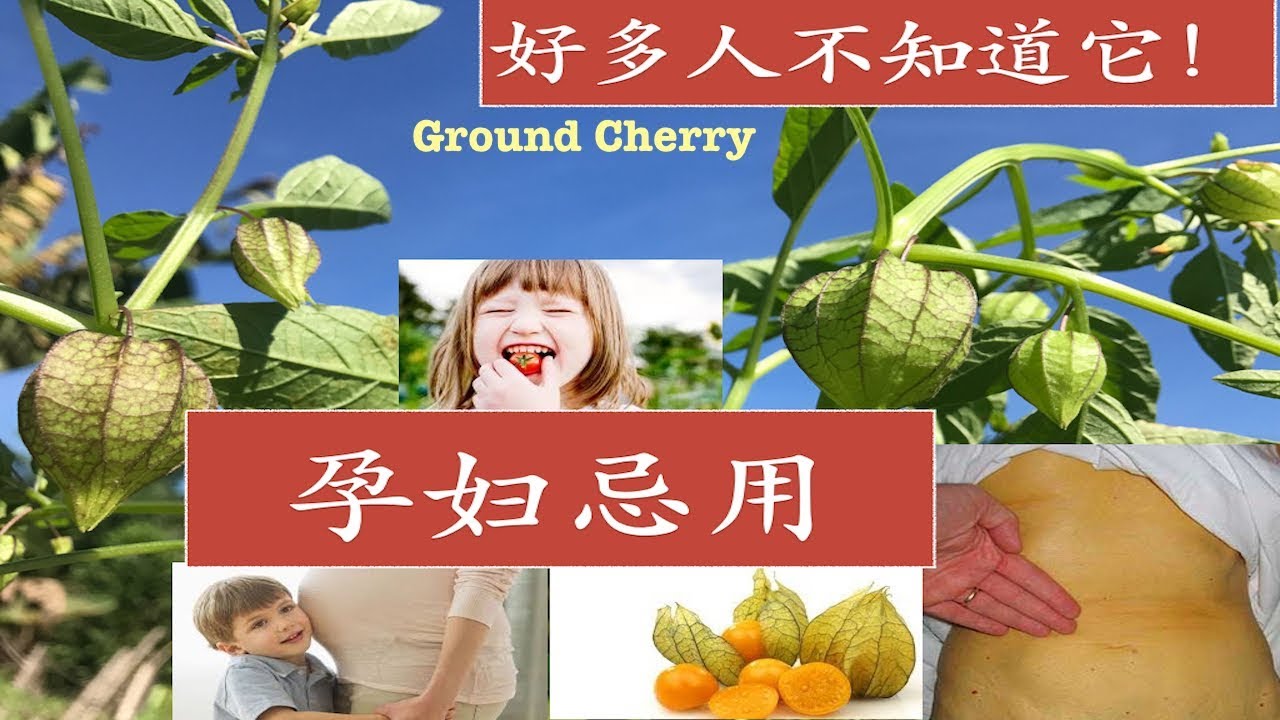 灯笼草~(黄姑娘)功效与作用. Traditionally use of Ground Cherry ～ (Physalis angulata )Khasiat Ciplukan