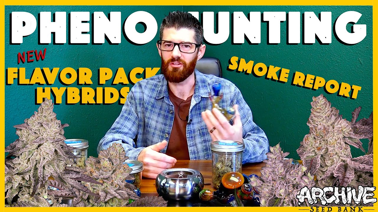 PHENO HUNT SESH: (Gelato 41 x Dosidos) x Flavor Pack