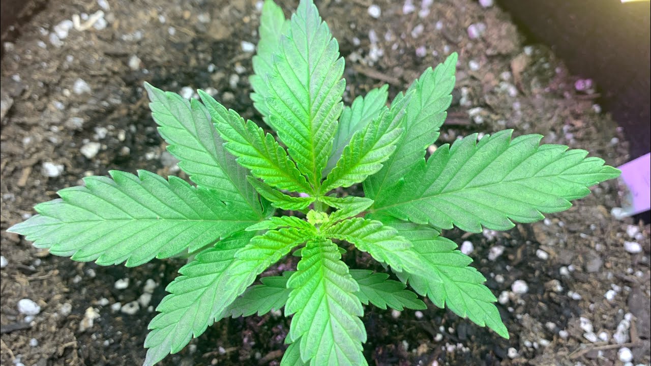 Mars hydro TS 1000 Grow -  Episode 1