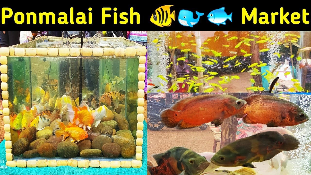 பொன்மலை சந்தை | Ponmalai Santhai After Lockdown 2.0 #fishmarket #colorfish #sundaymarket