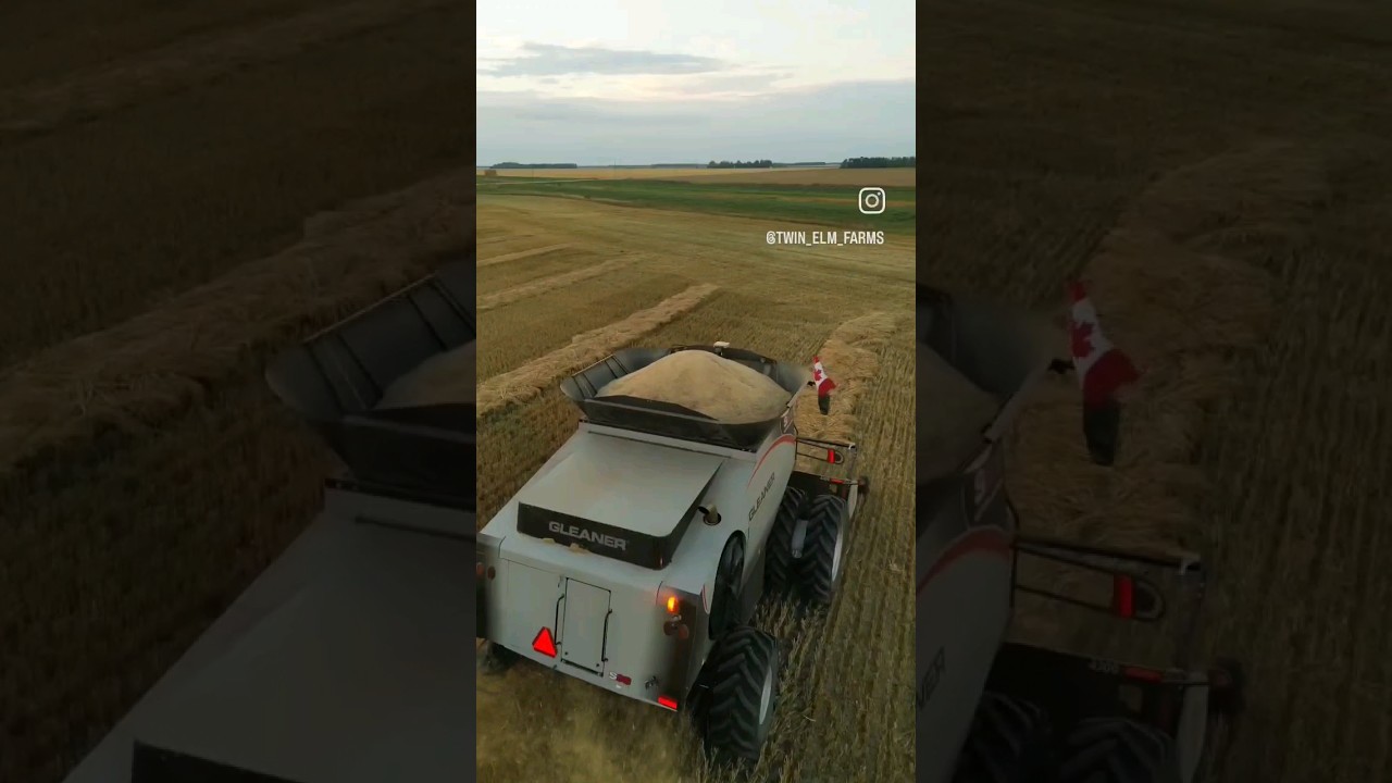 Gleaner S98 eats big swath. #gleaner #fendt #oats