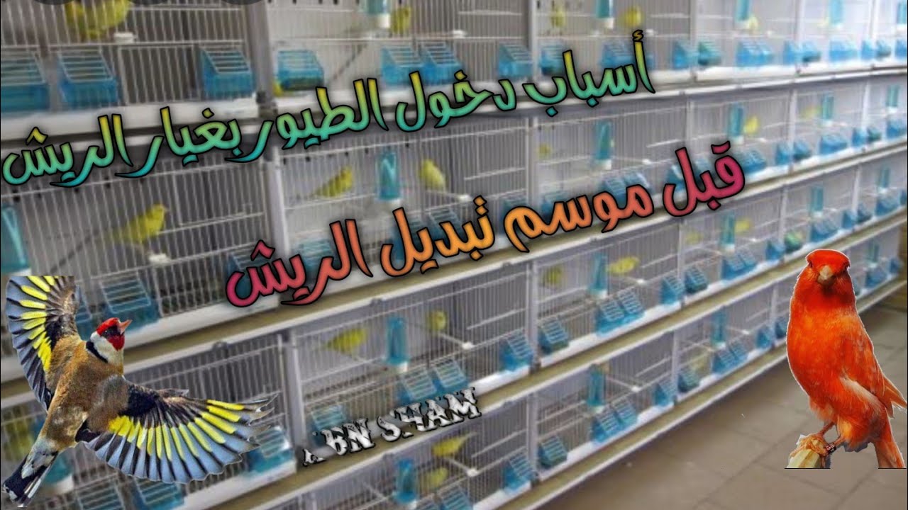غيار الريش عند طائر الكناري كيف نتصرف مع الطائر في هذه المرحلة. الجزء الأول